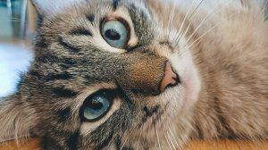 Хорошо быть котом