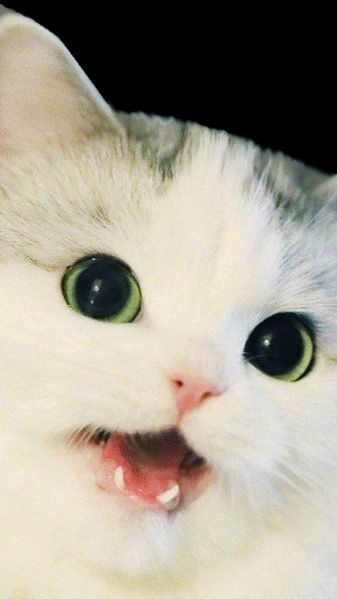 Котики из Olden Era