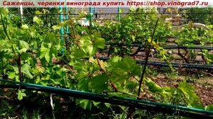 ГФ винограда Купидон- размер соцветий, нагрузка весной. Пузенко Наталья Лариасовна