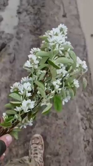 Весна