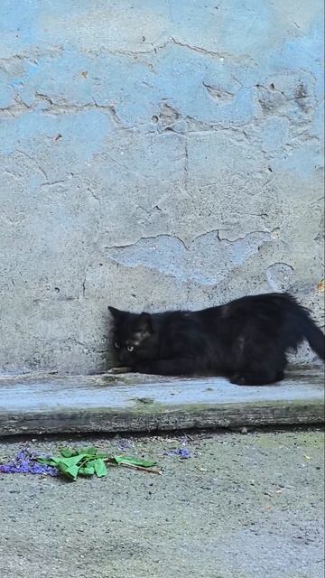 Lv_0_20260518181807.mp4