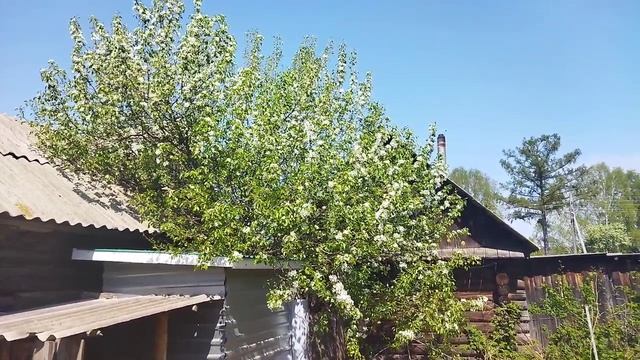 Цветёт груша смотреть онлайн