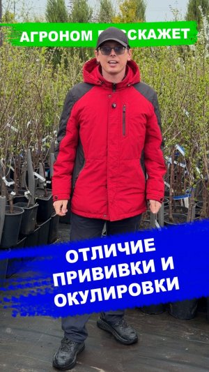 Отличие прививки и окулировки