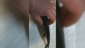 Волжский подуст - Гади түбәнавыз