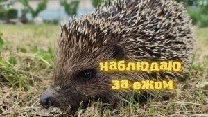 Ёжик в нашем саду