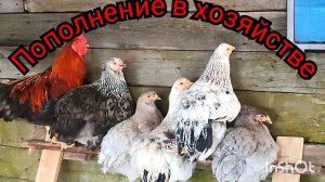 Продолжаем убирать участок, перепилили дрова, съездили к тëще.