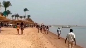 У берегов популярных курортов Египта все чаще замечают акул.