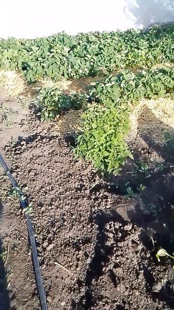 Благоустройство грядок