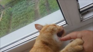 Кот кусака