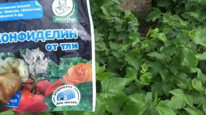2456.  Конфеделин, помощь от вредителей.
