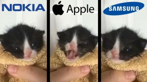 Котенок мяукает, но известные телефонные рингтоны