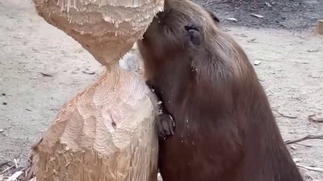 Бобер Ну дальше сами справитесь