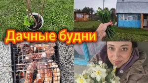 Дачные будни. Саженцы с ВБ Г.... полное! 🤨 Первый урожай. Идет снег 🧐