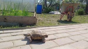 Черепаха на прогулке.