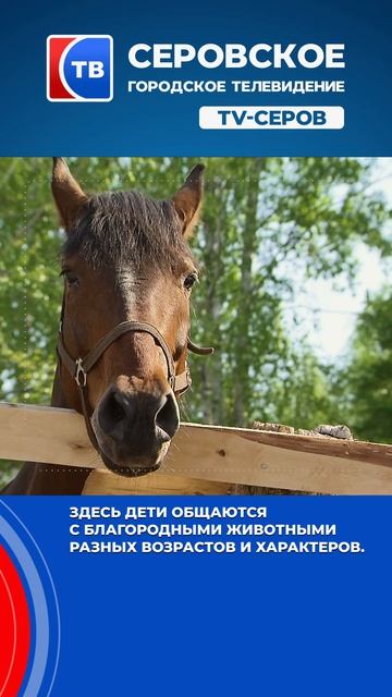 Конный клуб «Ласточка» в Серове смотреть онлайн