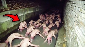 Если Бы Это Не Сняли На Камеру, Никто Бы Точно Не Поверил