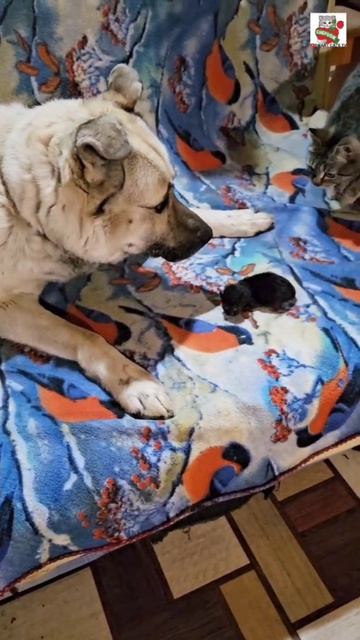 Баксик перед сном зашёл в гости и  познакомился с маленьким крохой 🌜🐶❤️🐈⬛✨️ #котёнокисобака