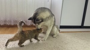 Бесценная реакция гигантского хаски на объятия котенка [САМОЕ МИЛОЕ ВИДЕО В ИСТОРИИ]