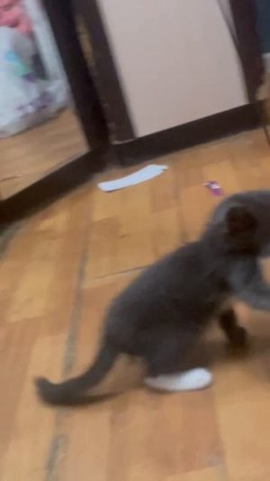 Кот  🐱 Вася  приобрел новый дом и радость в жизни.... спасибо Наташе за это ...