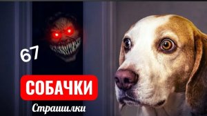 Смогут ли эти собаки избавиться от 67 Horror Kid раз и навсегда? Собачки страшилки.
