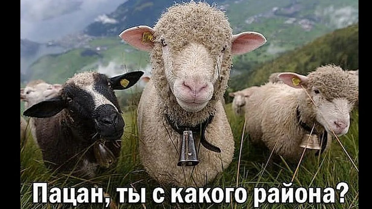 Где мой бараны)