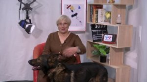 Собака - друг человека! Кинолог Татьяна Пантелеева - со знанием дела - о собаках в городе.