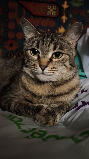 Кошка с красивым ожерельем.