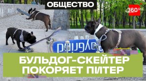 Бульдог-скейтер мчит по Петербургу – жизнь и увлечения пса Барона звезды Тик-Тока