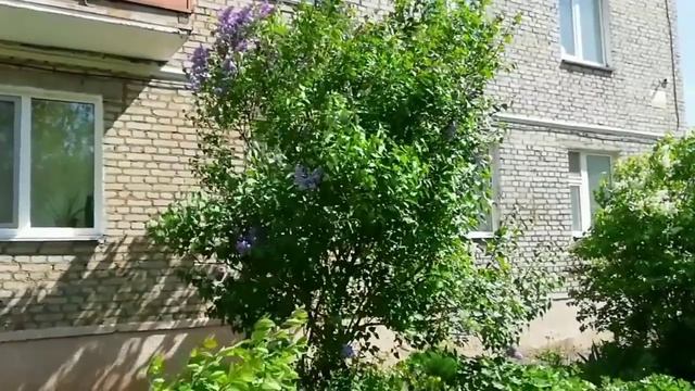 Этот куст сирени цветом живописным