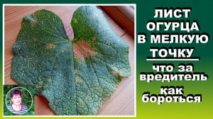 Не пропустите первые признаки появления трипса