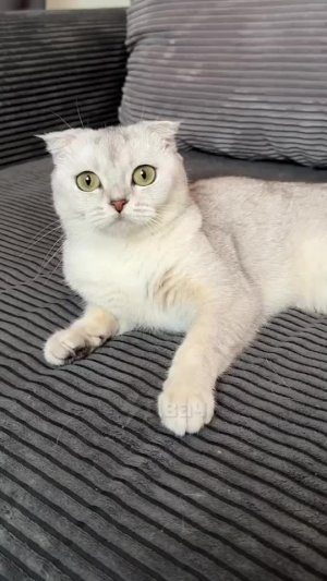 Размечтался