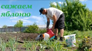 Сажаю Яблоню ( сорт Башкирская Красавица )
