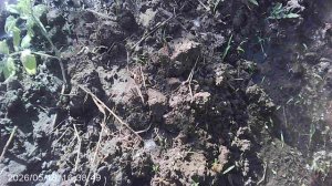 Полив томатов сорта Оля Ф1 - два ряда
