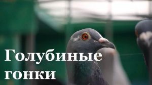 В ЛНР прошли соревнования по голубиному спорту