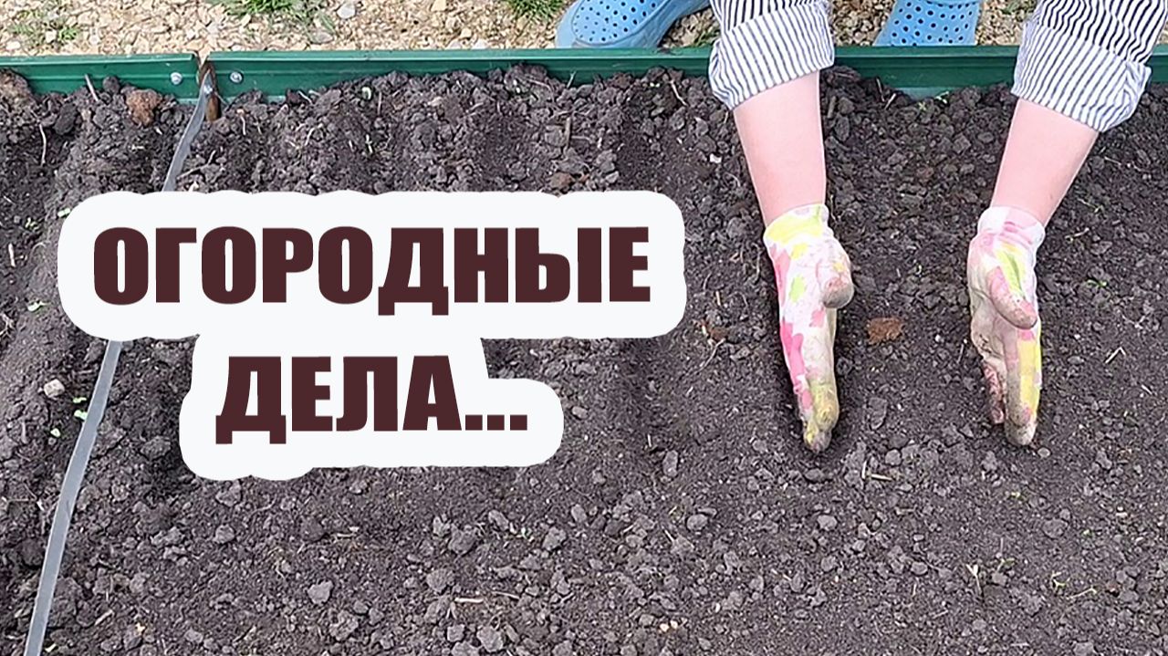 Купили рассаду. Огородные дела продолжаются