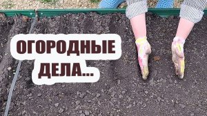 Купили рассаду. Огородные дела продолжаются