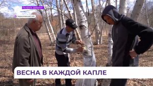 «Тайга по капле»: в Приморье идёт сезон сбора берёзового сока