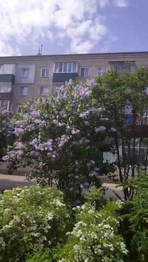 Весна в городе. Солнечно. Цветение 🌸