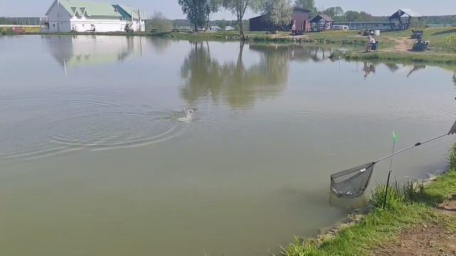 ещё одна форель в подсаке