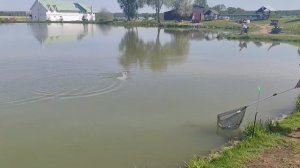 ещё одна форель в подсаке