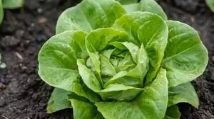 🥕🍆🥦🍓🌿