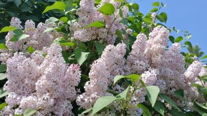 Дача🏡 Наслаждаюсь сиренью🌸 Посадила новенькие растения🌿