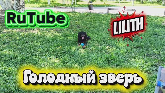 Голодный зверь 😊