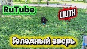 Голодный зверь 😊