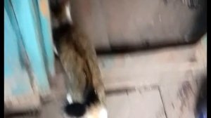 А что делать,коль тепла нет!