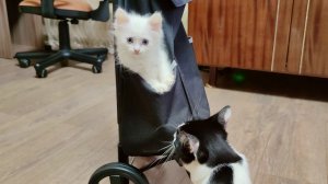 Мама-кошка, котята постарше и собака Макс просят котенка Микки вылезти из кармана сумки.