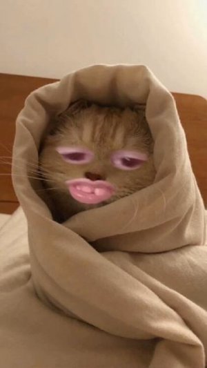 котики