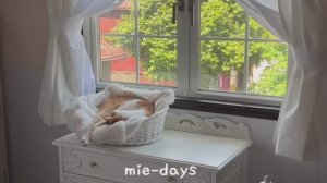 mie- days  DIY мужа к камину мечты | выходные с котами и домашним кафе