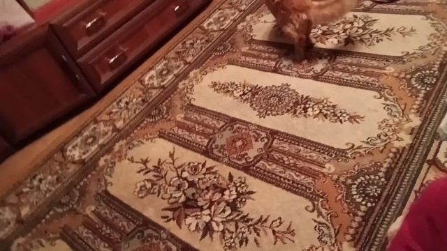 Кошка бывает кусачей только от жизни кошачей
