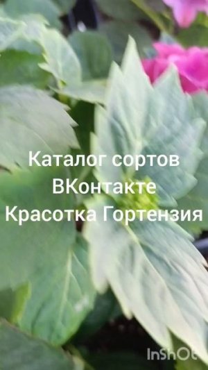 Цветение крупнолистных гортензий невероятная красота 🌺😍❤️
